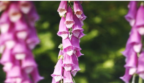 啊！断肠草！让人心碎的毒草！