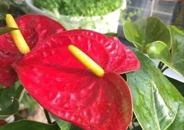 哪种花不Neng种,什么花不宜种植风水