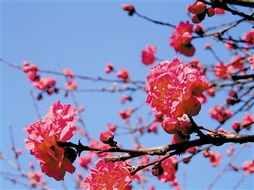 关于那些花儿，和那些医生的建议