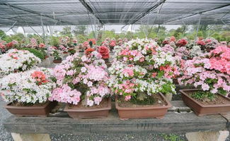 从路边摊到网红打卡地：斗南花市的逆袭之路