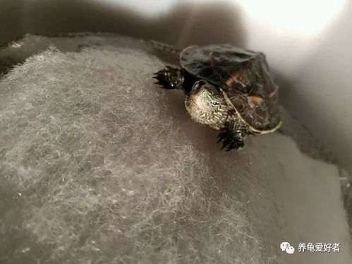 笑死！养个龟还要看风水？