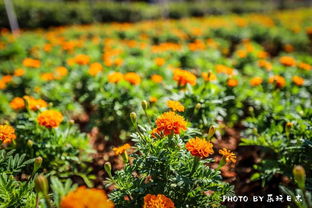 关于那些花花草草的碎碎念
