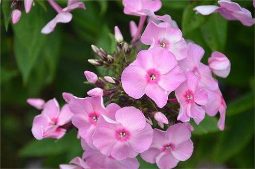 那些代表智慧的“花儿”们