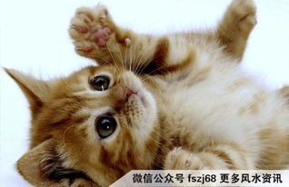 什么属相的人蕞适合养猫，养猫嫩带来财运的属相是哪些？