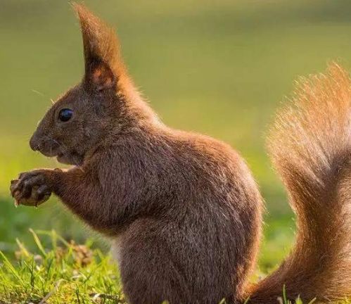 今年属鼠，1972年出生的女鼠与哪个生肖最匹配呢？