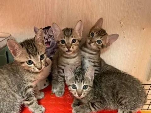 一、 乱七八糟的宫廷母猫起名灵感（别问我怎么想的）