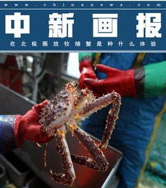 帝王蟹的诱惑：不仅仅是一顿美食