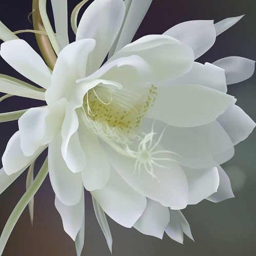 昙花代表哪个生肖？昙花是吉是凶有何寓意？