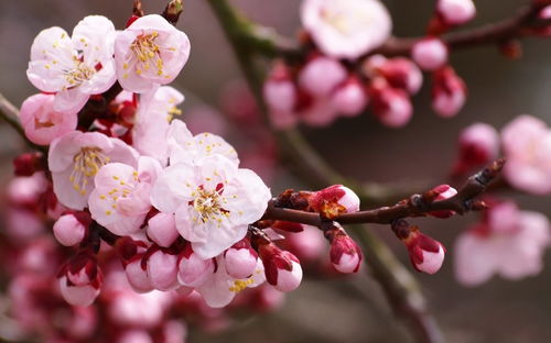 2026年情人节催桃花手机号，哪个尾号能让你桃花朵朵开？