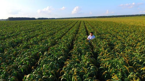 平原上这片地风水好吗？适合建宅或发展？