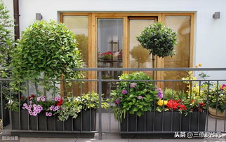 窗外放什么植物好,窗户外种什么植物风水好