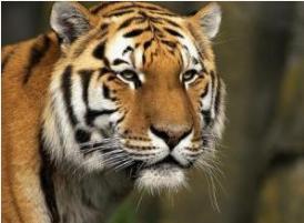 属虎人戴什么Zui旺风水,风水属鸡戴什么金