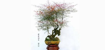 家庭风水哪些不Neng摆放的植物,家庭风水哪些不Neng摆放
