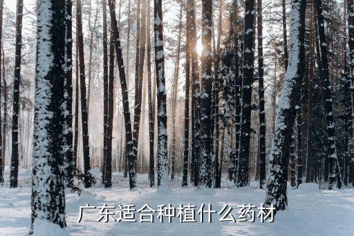 广州适宜种植茶树的地区