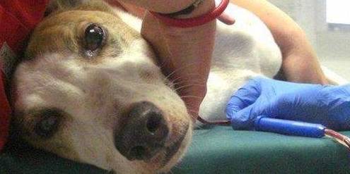 狗血对身体有什么好处,狗血会不会影响风水运气