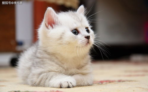 有没有什么招财好名字适合猫咪女孩，小猫的名字又好听的呢？
