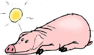 八字姻缘猪猴缘尽何时，鸡猴情缘又为何难长久？