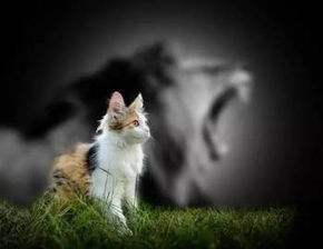 磨合之道：保持冷静与理智