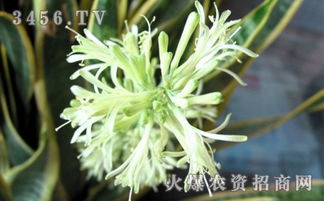 假连翘：这朵花简直有毒又迷人，你敢养吗？