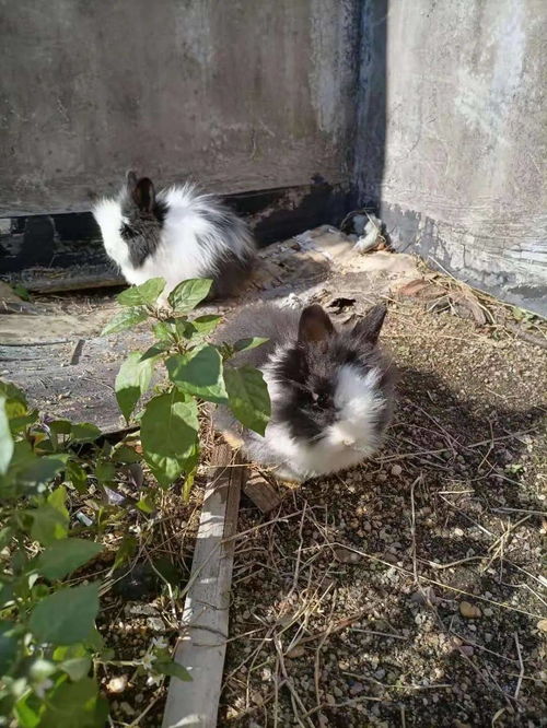 三花猫名字简单好听，有没有什么好建议呢？