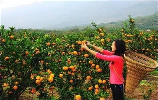 三、 桔子盛宴：美食与健康的完美结合