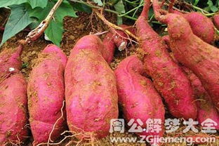 坟头红薯生长会影响当地风水运势吗？