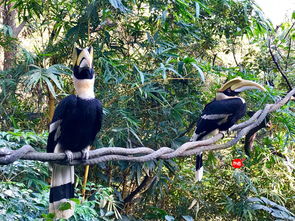 杭州野生动物世界：长颈鹿追车名场面