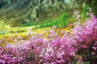 七、 文化奇观——鹤鸣山与道教圣地混搭版图谱