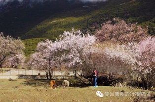 独家揭秘：林芝桃花季的秘密花园