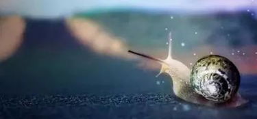 那东西夜晚， 我看见了丑小鸭的八字命盘