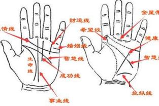 智慧线与五行八卦的对应关系