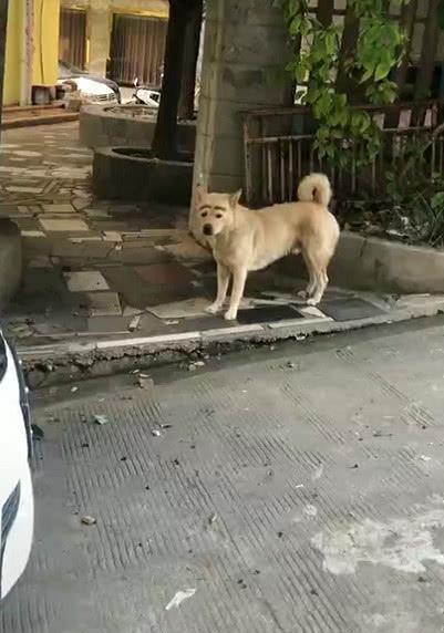 门口狗刨地是何吉凶预兆？