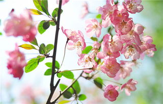 乱七八糟的花语