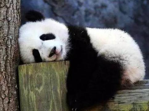怎样抵达熊猫基地？