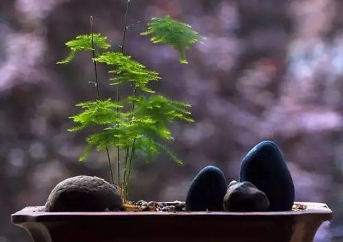 植物风水与阴气之源
