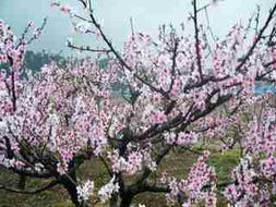 3．特产：南汇大饼 & 南汇粽子