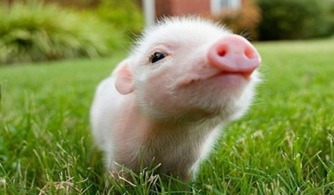 1983年属猪的人15年运势如何？八卦预测结果是什么？