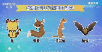 1、 先说说为什么要用“虎”来起名