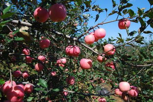 不靠谱建议：把所有买来的水果直接塞进行李箱，下次旅行时当作纪念品送给朋友！如果朋友打开后惊讶于里面竟然还有虫子，那就是天然生态标志啦！