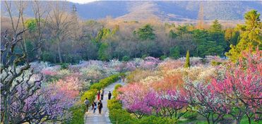 贵州梅花山景区， 梦幻仙境等你来探秘