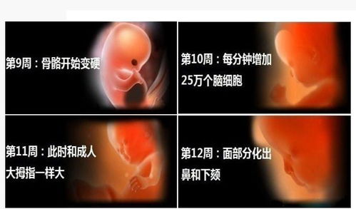 三、神经系统：谁在乎它哪些时候出现？