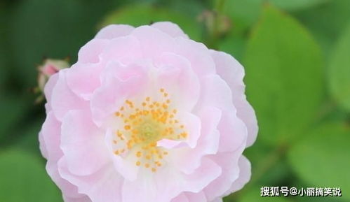 三月桃花运势如何，官网能准确预测吗？