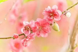 桃花边是什么生肖？夫人命中带桃花猜一生肖是什么意思？这究竟预示着什么生肖的命运？