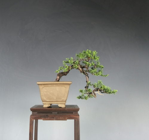 卧室盆景要宁静？