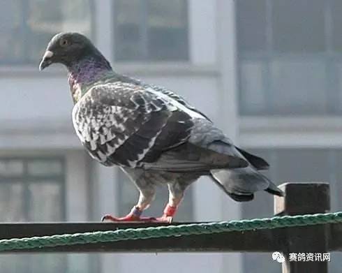 惊！一只鸽子突然冲进我家窗户，吓得我鸡皮疙瘩掉一地！