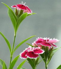 家里种植石竹有哪些风水禁忌需要注意？