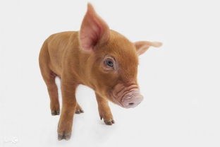 83年属猪男与85年属牛女婚姻是否和谐？