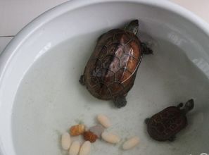 梦见乌龟生好多小乌龟，这究竟是什么吉凶预兆呢？