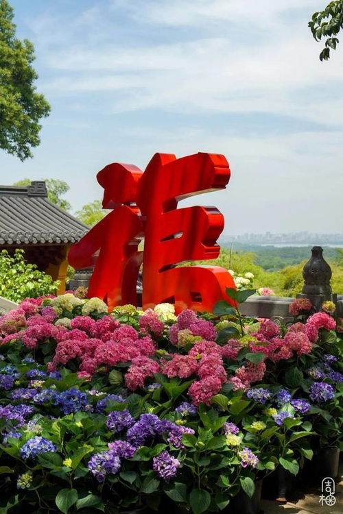 怎样把“禅意限定款”绣球拍成网红爆款？🧨🧨🧨
