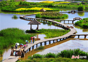 你以为湿地公园就是“芦苇荡+观鸟台”？潜江这片水泽会让你重新定义“湿地”